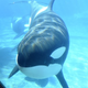Illustration for article titled How Many Trainers Have To Die Before We Realize SeaWorld Is Awful?